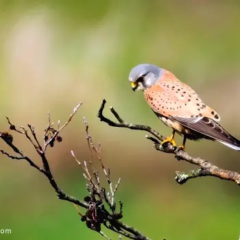 Fotografía Cernícalo vulgar (Falco tinnunculus)