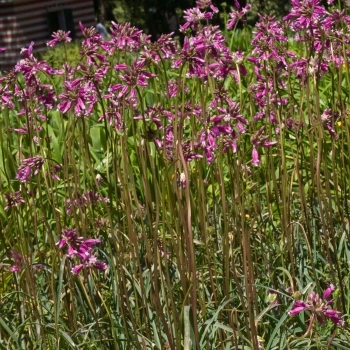 Dichelostemma ida-maia