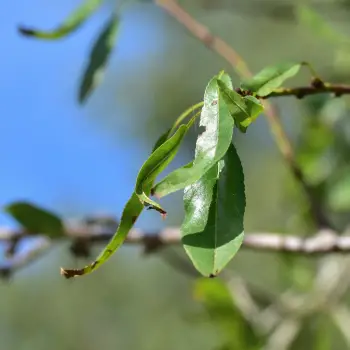 Prunus dulcis 'Marinada' (1 de 2)