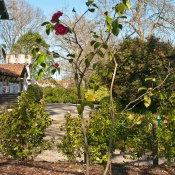 Camellia reticulata 'Dr. Clifford R. Parks' (1 de 2)