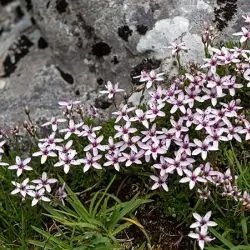 Arenaria purpurascens