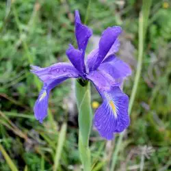 Iris latifolia (2 de 3)