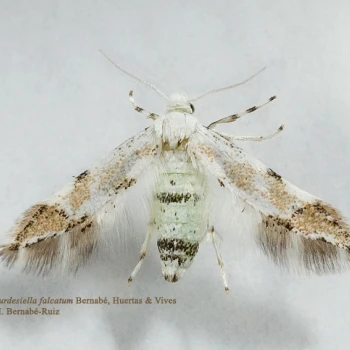 Lourdesiella falcatum