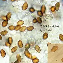 Fotografía Phaeocollybia lugubris (Fr.) R. Heim (1 de 2)