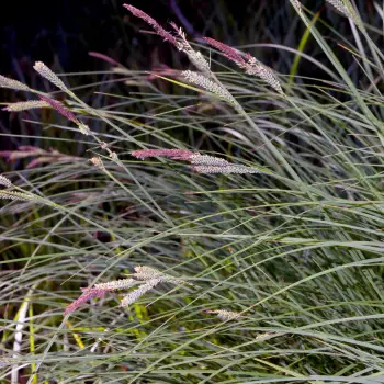 Fotografía Carex elata subsp. elata