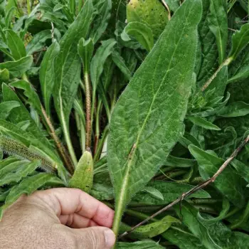 Echium plantagineum (2 de 3)