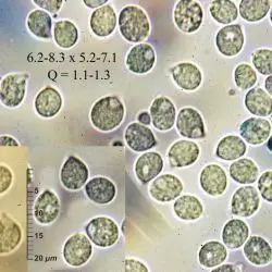 Fotografía Hygrocybe flavipes (Britzelm.) Arnolds (2 de 3)