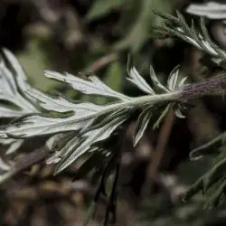 Artemisia vulgaris (3 de 3)