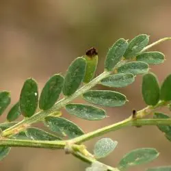 Vicia pannonica (2 de 3)