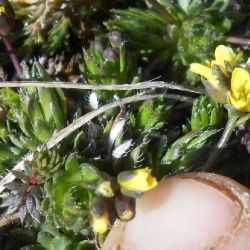 Fotografía Draba aizoides subsp. cantabriae (1 de 3)