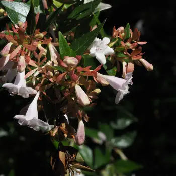 Abelia grandiflora (3 de 4)