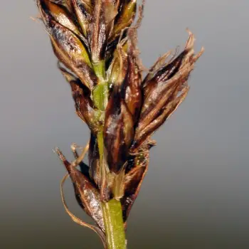 Carex simpliciuscula (2 de 6)