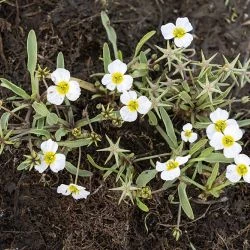 Damasonium polyspermum