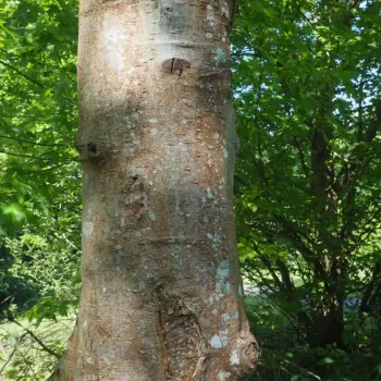 Quercus palustris (5 de 5)