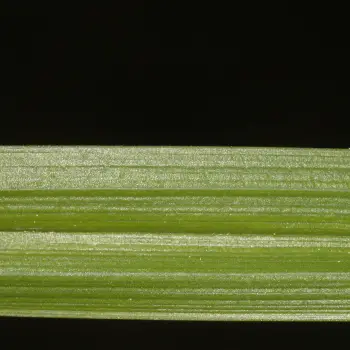 Carex paui (5 de 6)
