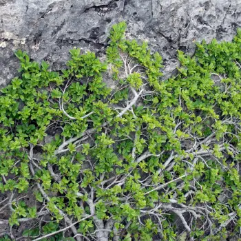 Rhamnus pumila subsp. legionensis