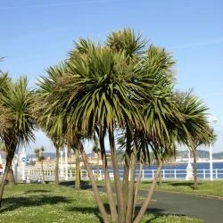 Cordyline australis