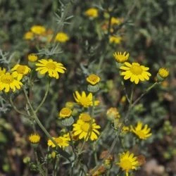 Senecio gallicus