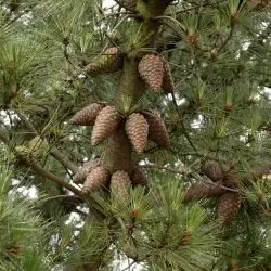 Pinus radiata (3 de 3)