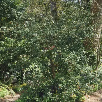 Magnolia laevifolia (1 de 6)