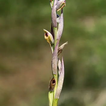 Serapias parviflora (2 de 3)