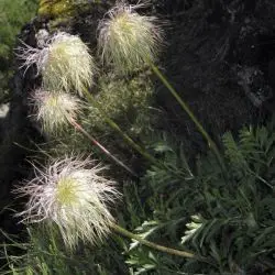 Fotografía Pulsatilla alpina subsp. apiifolia