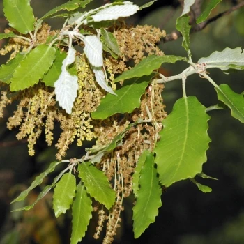 Quercus canariensis