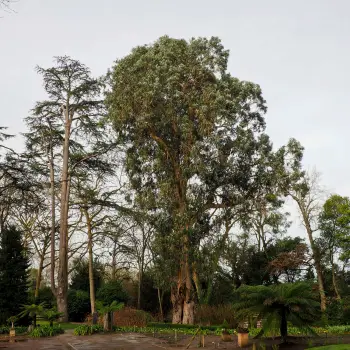 Eucalyptus globulus (2 de 4)
