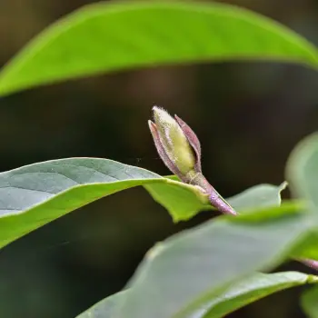 Magnolia soulangeana (1 de 4)