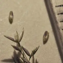 Fotografía Agrostis stolonifera (3 de 3)
