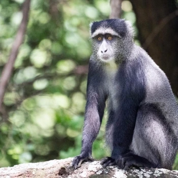 Cercopithecus mitis