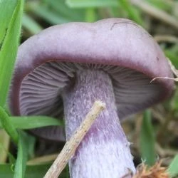 Fotografía Lepista nuda (2 de 2)