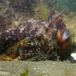 Fotografía Octopus vulgaris vs Maja squinado (2 de 3)