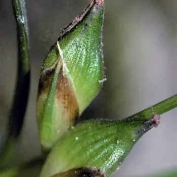 Carex rorulenta (3 de 3)