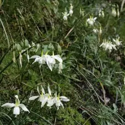 Narcissus triandrus (1 de 2)
