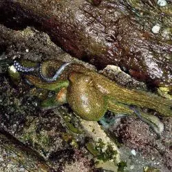Fotografía Octopus vulgaris (2 de 2)