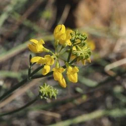 Coronilla juncea