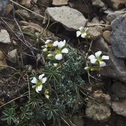 Saxifraga caesia