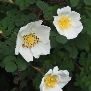 Rosa pimpinellifolia (2 de 2)