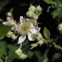 Rubus canescens (2 de 3)