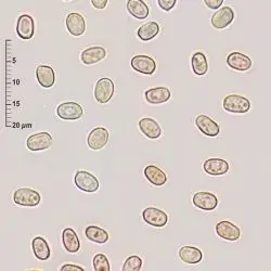 Fotografía Hygrophoropsis rufa (D.A. Reid) Knudsen (2 de 3)