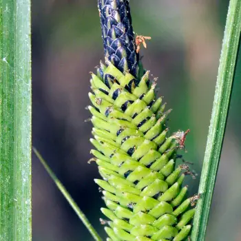 Carex quixotiana (2 de 5)