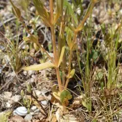 Fotografía Centaurium grandiflorum subsp. majus (3 de 3)