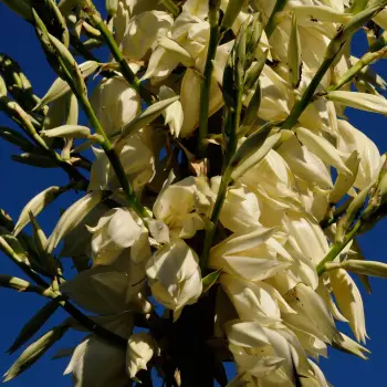 Yucca rostrata (2 de 2)