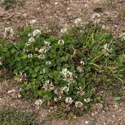 Trifolium repens (2 de 3)