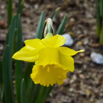 Narcissus pseudonarcissus subsp. obvallaris (2 de 2)