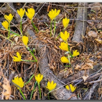 Sternbergia lutea