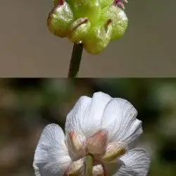 Fotografía Ranunculus seguieri subsp. cantabricus (2 de 3)