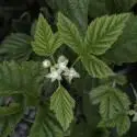 Rubus saxatilis (3 de 3)