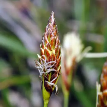 Carex halleriana (3 de 5)